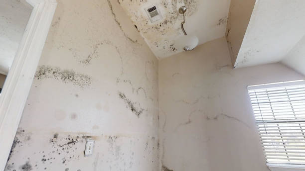 Best Biohazard Mold Removal  in South Coventry, CT