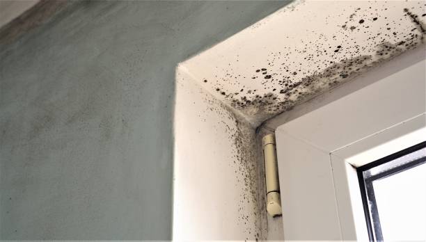 Best Basement Mold Removal  in South Coventry, CT
