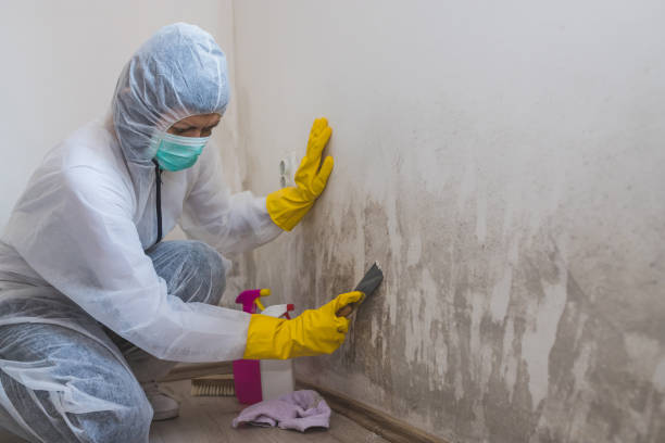 Best Comprehensive Air Testing for Mold Contaminants  in South Coventry, CT