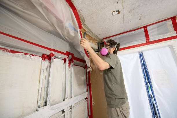 Best Basement Mold Removal  in South Coventry, CT