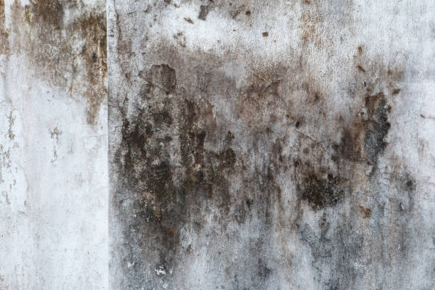 Best Crawl Space Mold Remediation  in South Coventry, CT