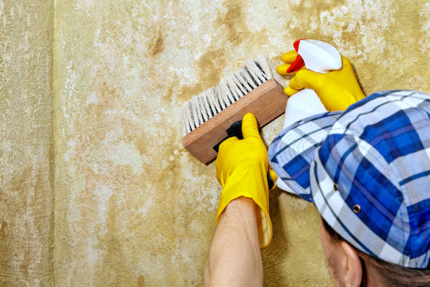Biohazard Mold Removal in South Coventry, CT